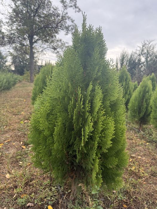 Tuia Aurea nana conifer