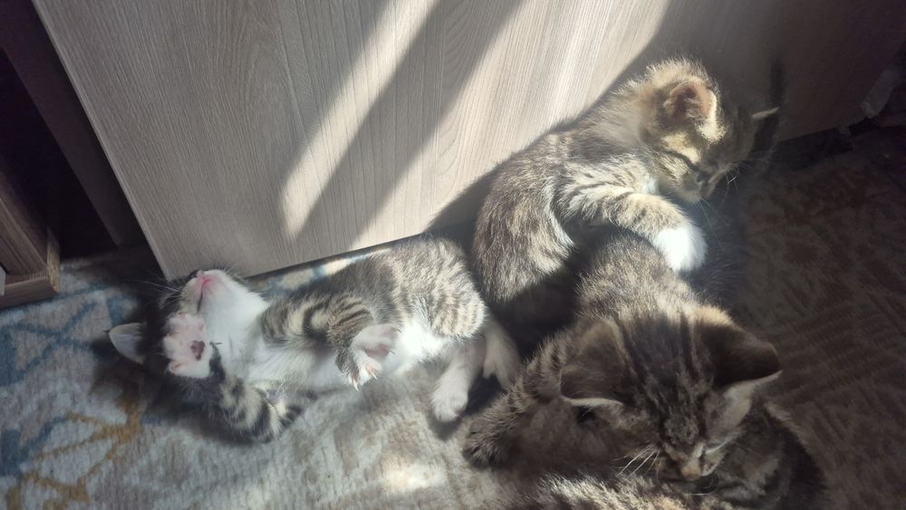 Отдам котят бесплатно