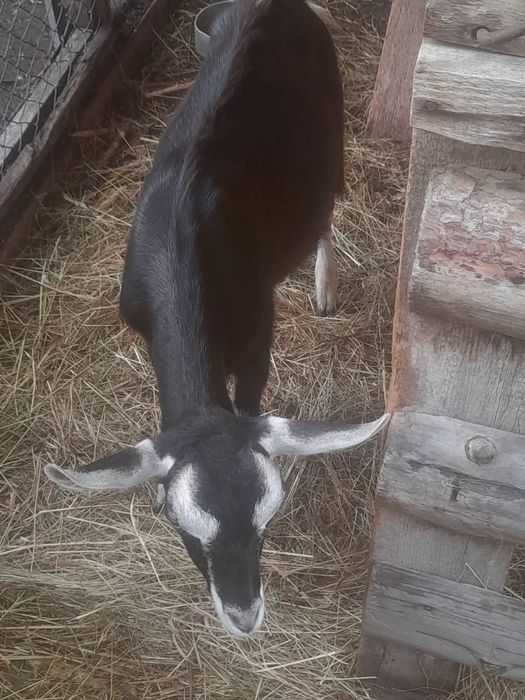 Продам альпийскую козочку