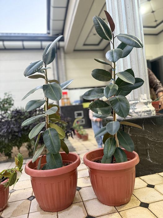 2 ta Fikus guli sotiladi