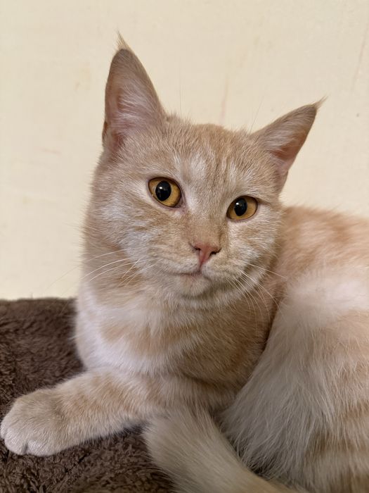 Котята домашние , только девочкиии