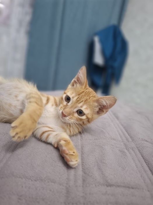 Котёнок ищет дом