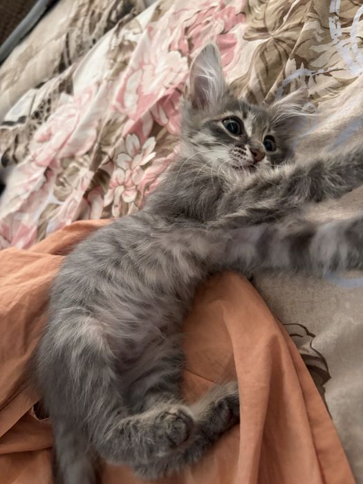 Котенок в добрые руки