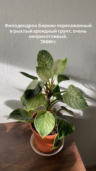 Комнатные растения