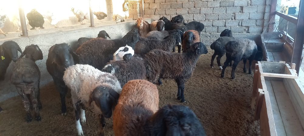 Қозы қой тоқты қошқарлар сатылады