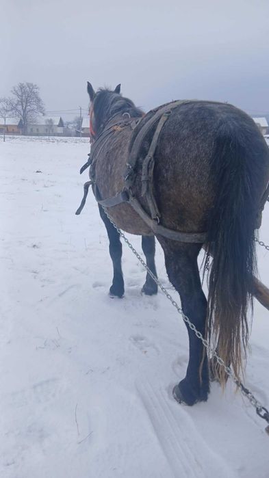 De vânzare iapa de 4 ani