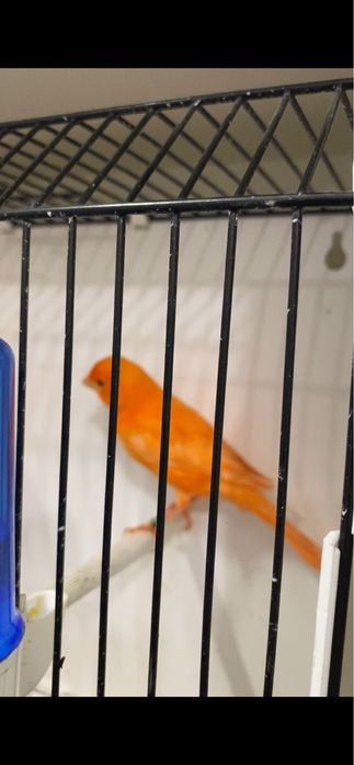 Canari de vanzare