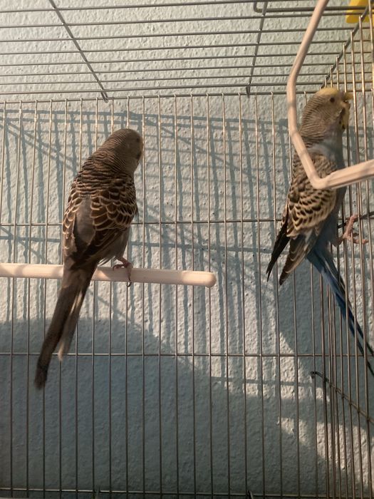 Продаются молодые попугаий парочка