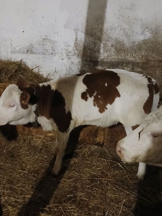 Vând vitea baltata românească