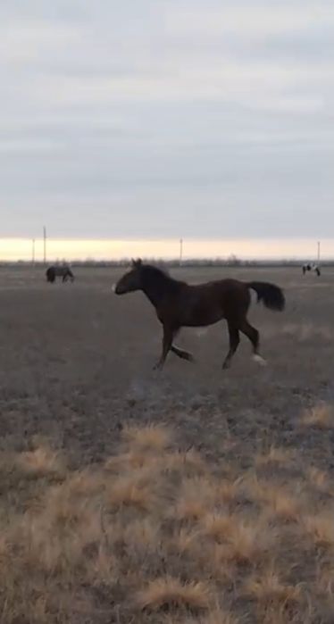 Жорға ұрғашы жабағы сатылады