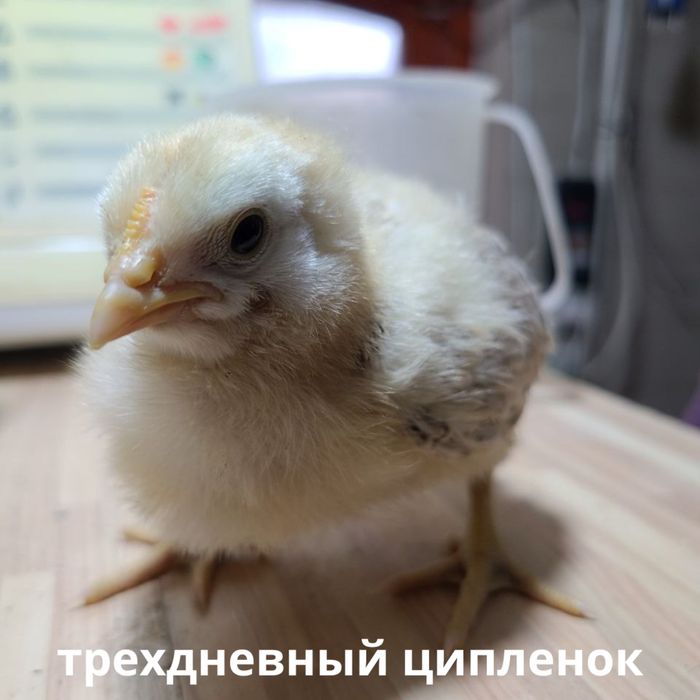 Яйца на инкубацию/циплята! Inkubatsiya uchun tuhum!