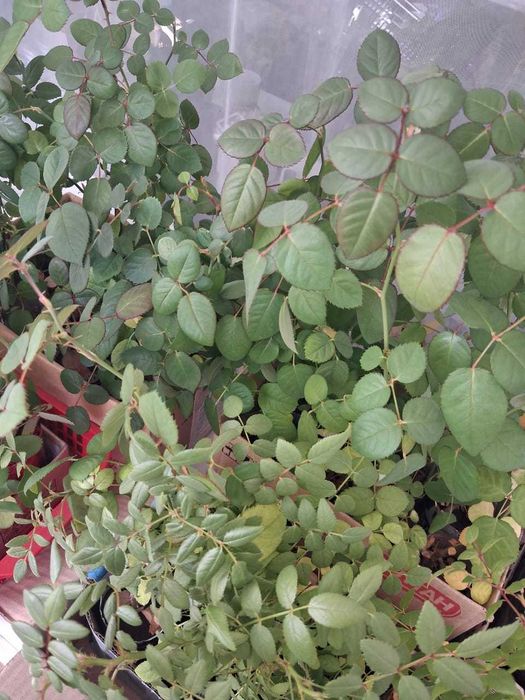 Розы саженцы молодые