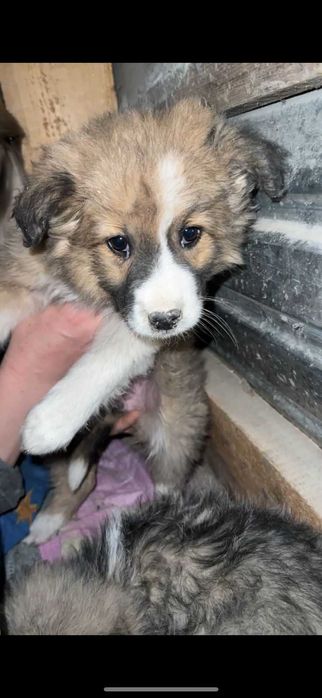 Щенки ищут дом..