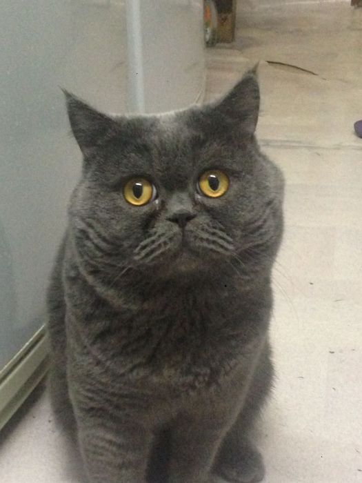 Вязка британского кота