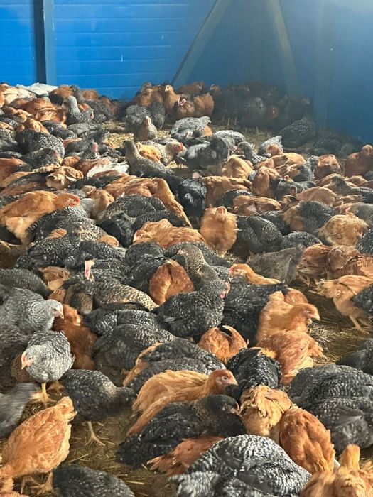 Puii de carne si rasa mixta!