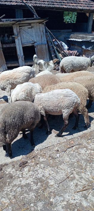 Oi sulffoc și două breze de vânzare 7buc