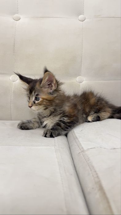 Котята Maine Coon от титулованных родителей. Цена от 650 до 1200 $