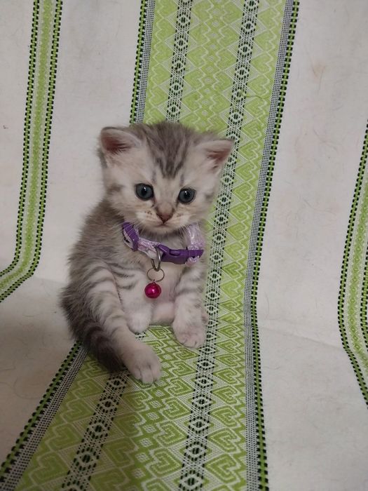 Продаётся   котенок  породы  скоттиш  страйт