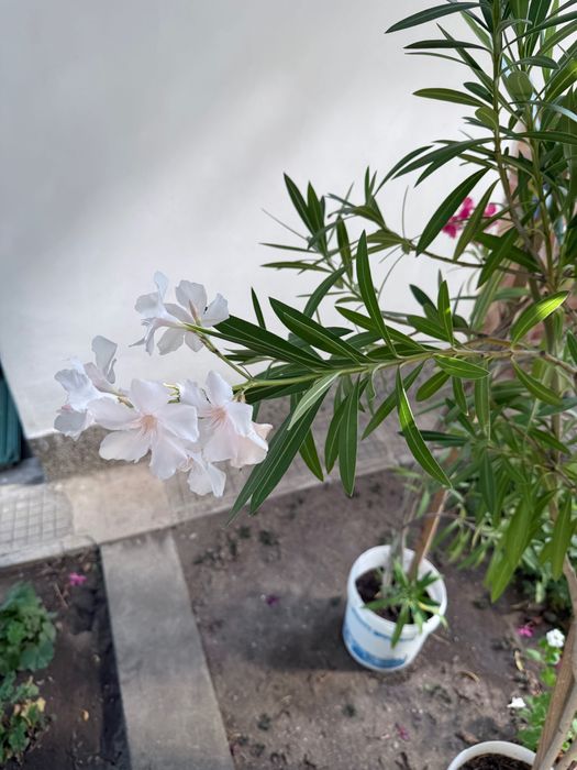 Зокум / Олеандър 5 бр