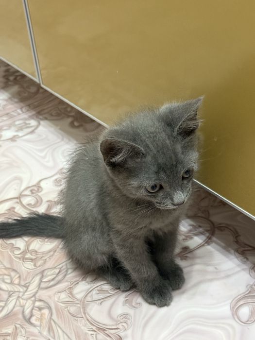 Отдам кота в добрые руки