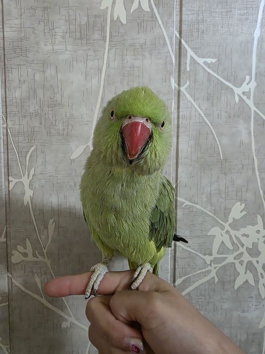 Ожереловые попугаи | Ojereloviy tòtilar para