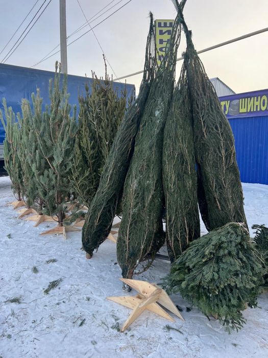 Елки с бесплатной доставкой