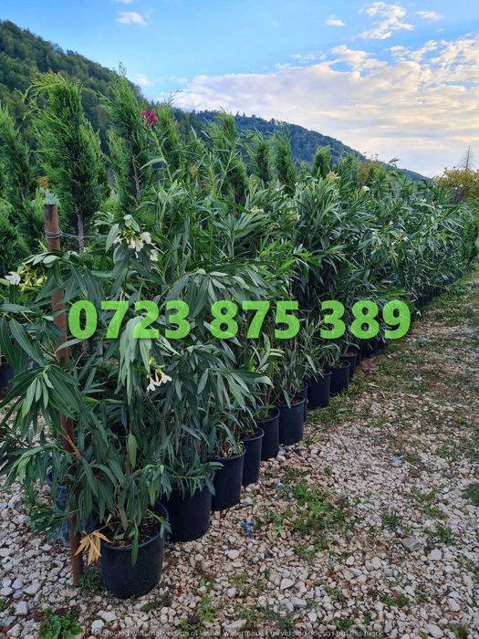 Plante Veșnic Verzi Aclimatizate – Atmosferă Vibrantă Tot Anul