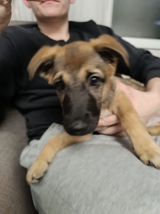 Щенок на пристройство