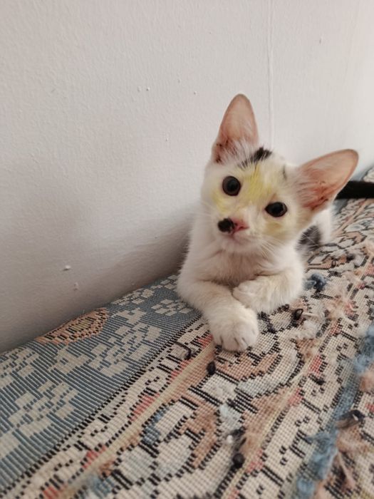 Котенок в добые руки!