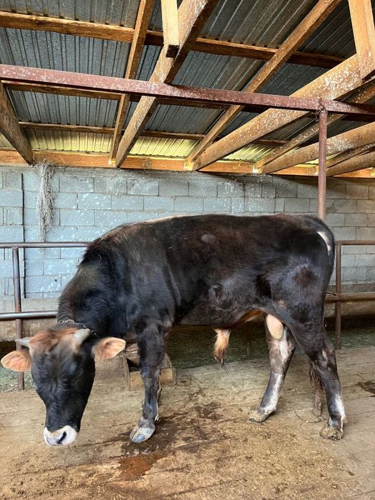 Продам бычков 2 голов откорм