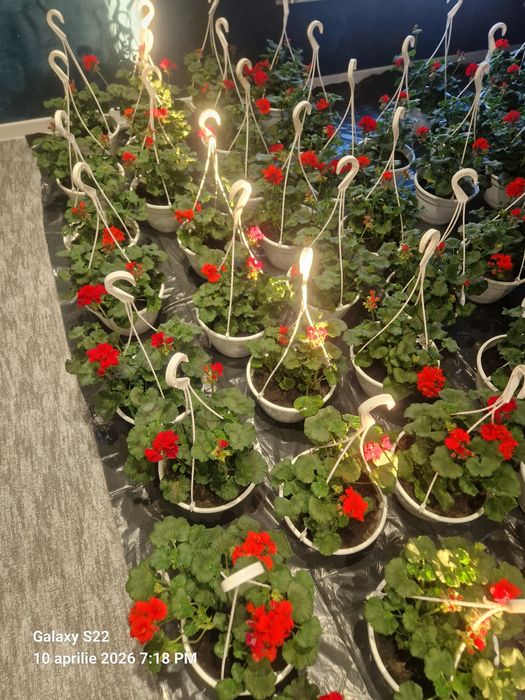 De vanzare Petuni Muscate 0758208858