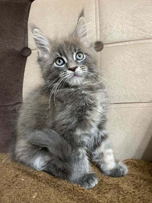 Мейн куны мальчики и девочки