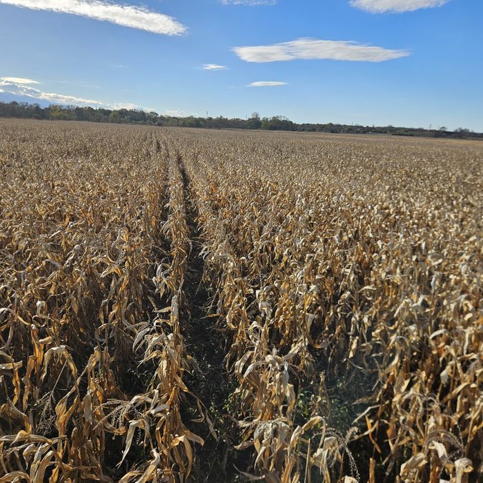 Vand porumb 2025 oferta de Mos