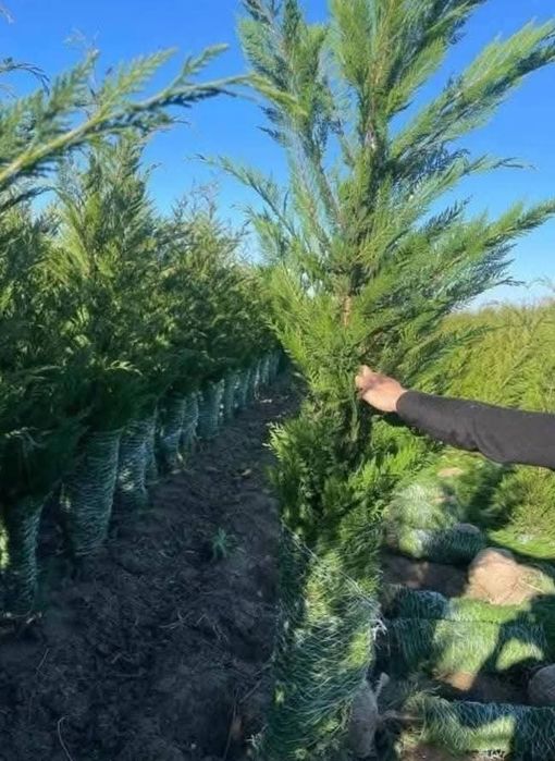 Vând tuia leylandii suntem producător oferim livrare gratuita în toată