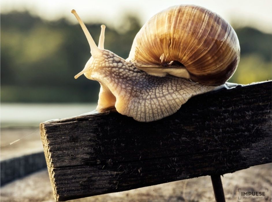 Улитка виноградная