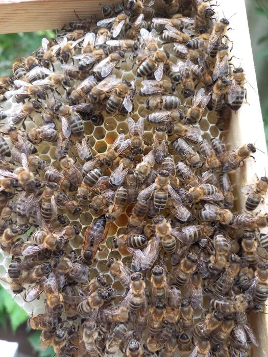 Продаю пчел, пчеломаток(онаари))