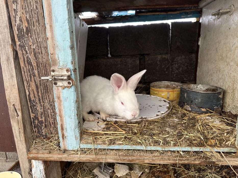 Кролики оптом срочно