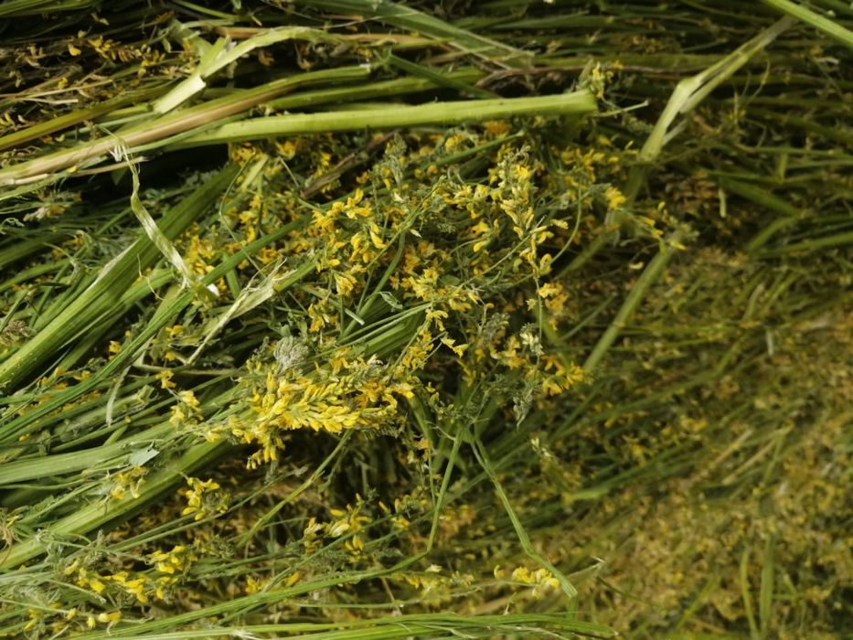 Продам сено   2025 год