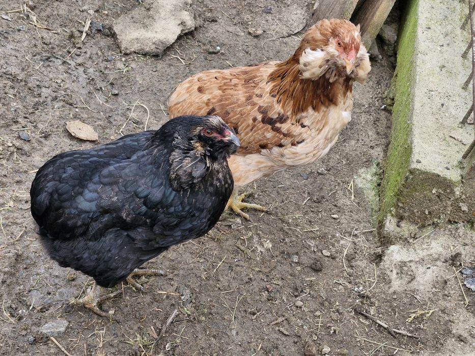 Oua verzi Araucana