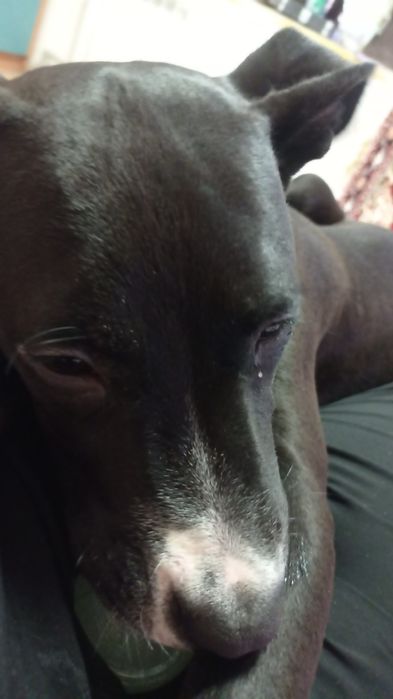 Собака американский стаффордширский терьер