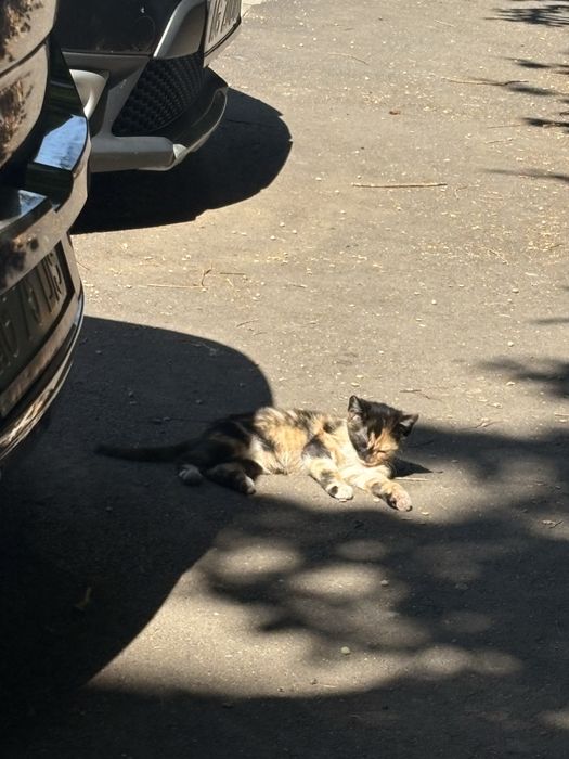 pui de pisica fara casa
