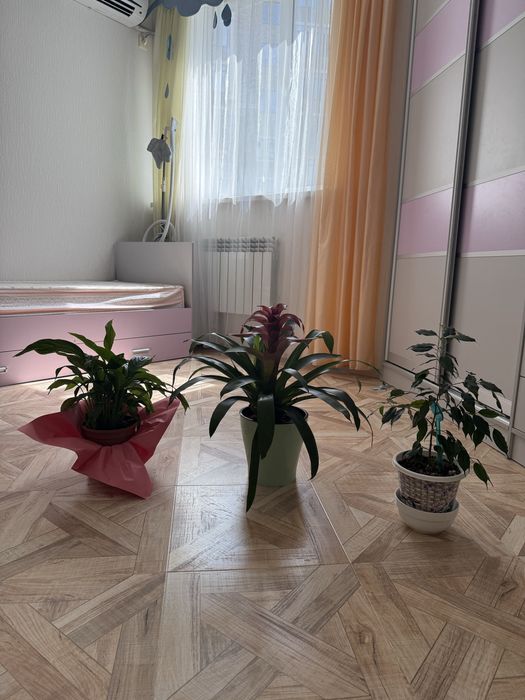 Продаются комнатные цветы