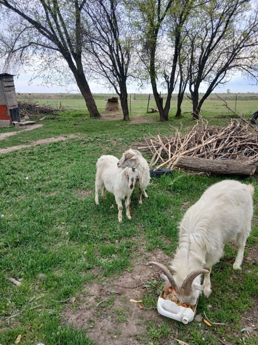 продам козел ешкы