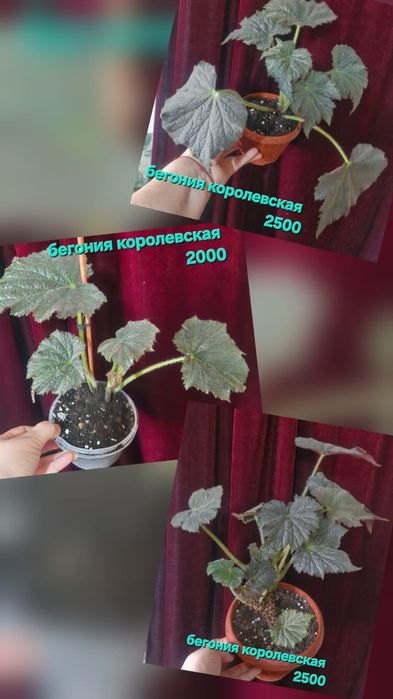 Цветы домашние разные