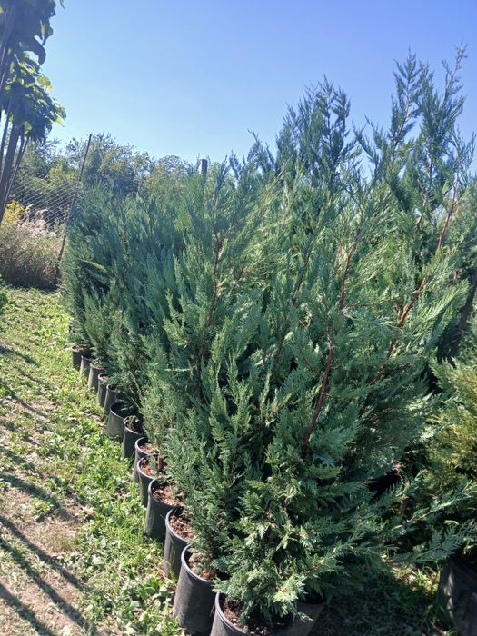 Leylandii gard viu oferta 75 ron