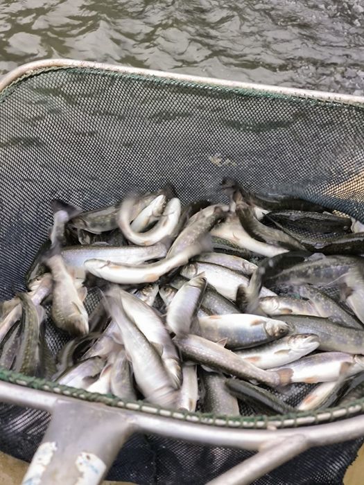 Puiet păstrav 10-50gr,Fantanel și Curcubeu