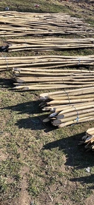 Vand  pari de rosi si de fasole