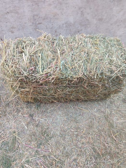 Сены по 1300 тг