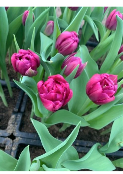 Тюльпаны только  оптом