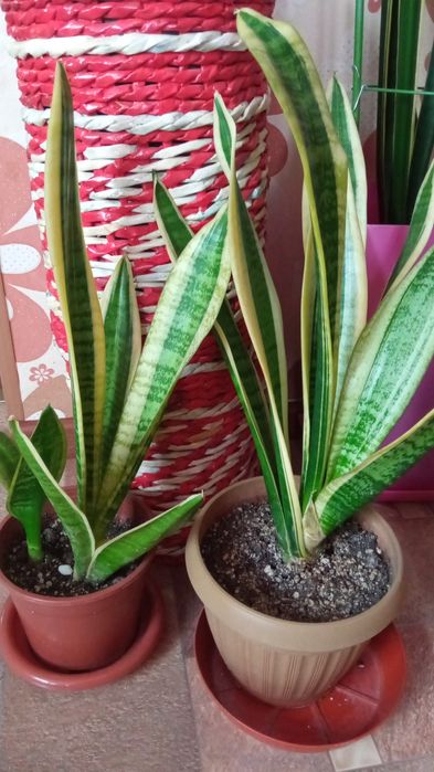 Продам комнатные растения